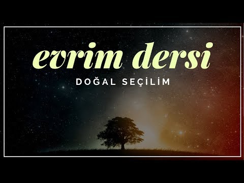 Evrim Dersi 8: Doğal Seçilim