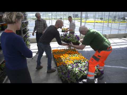 Video: Planten Voor Bloementapijten