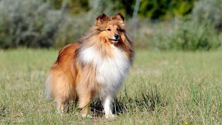 The Sheltie Cattle Dog An Intelligent, Active, and Loyal Breed Mix