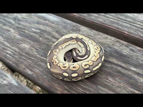HH-2023-01-08 (F Savannah Ball Python)