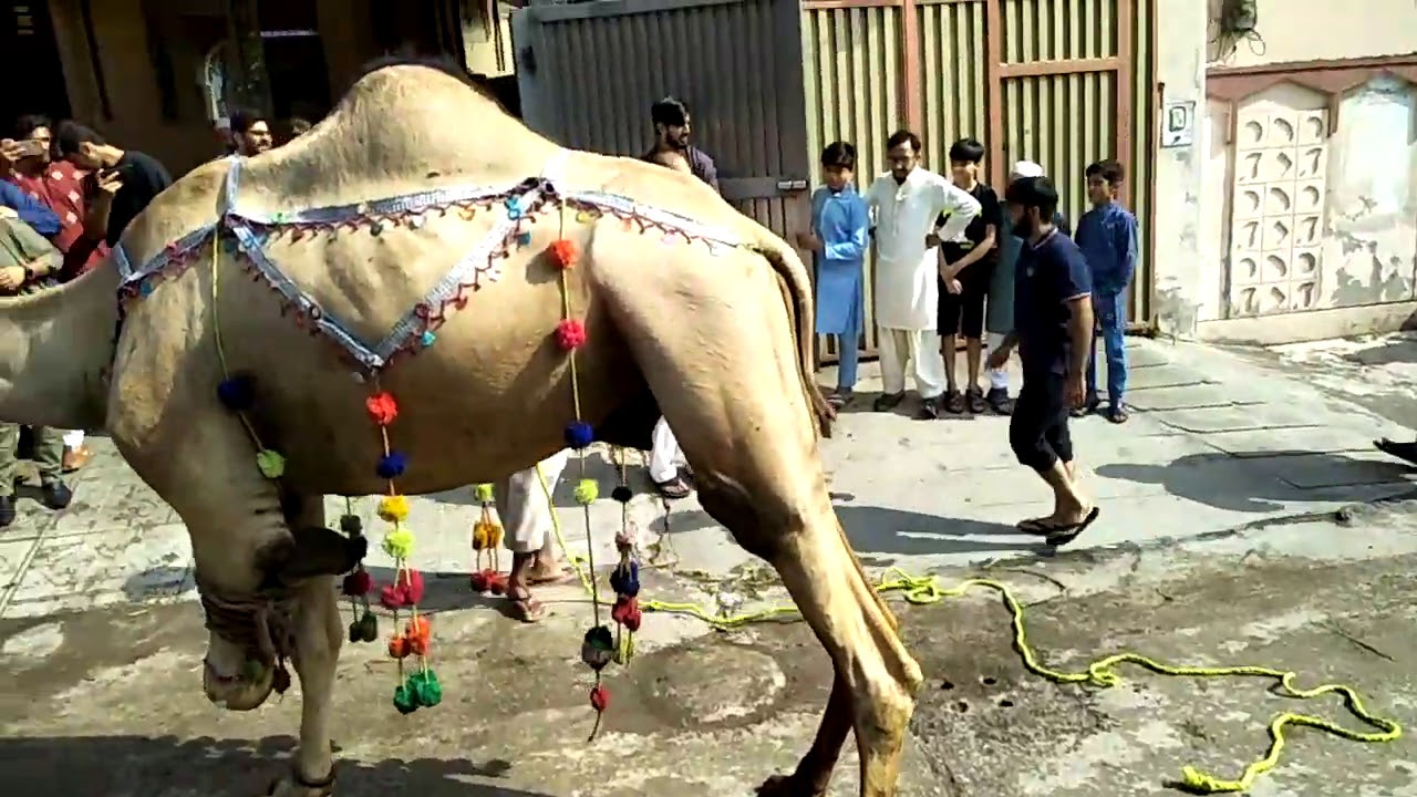 New Camel Qurbani 2020  Amazing Very Sharp Kasai GUjranwala