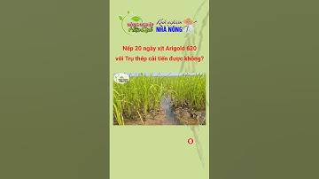 APN - NẾP 20 NGÀY TUỔI DÙNG TRỤ THÉP CẢI TIẾN + ARIGOLD 620 ĐƯỢC KHÔNG?