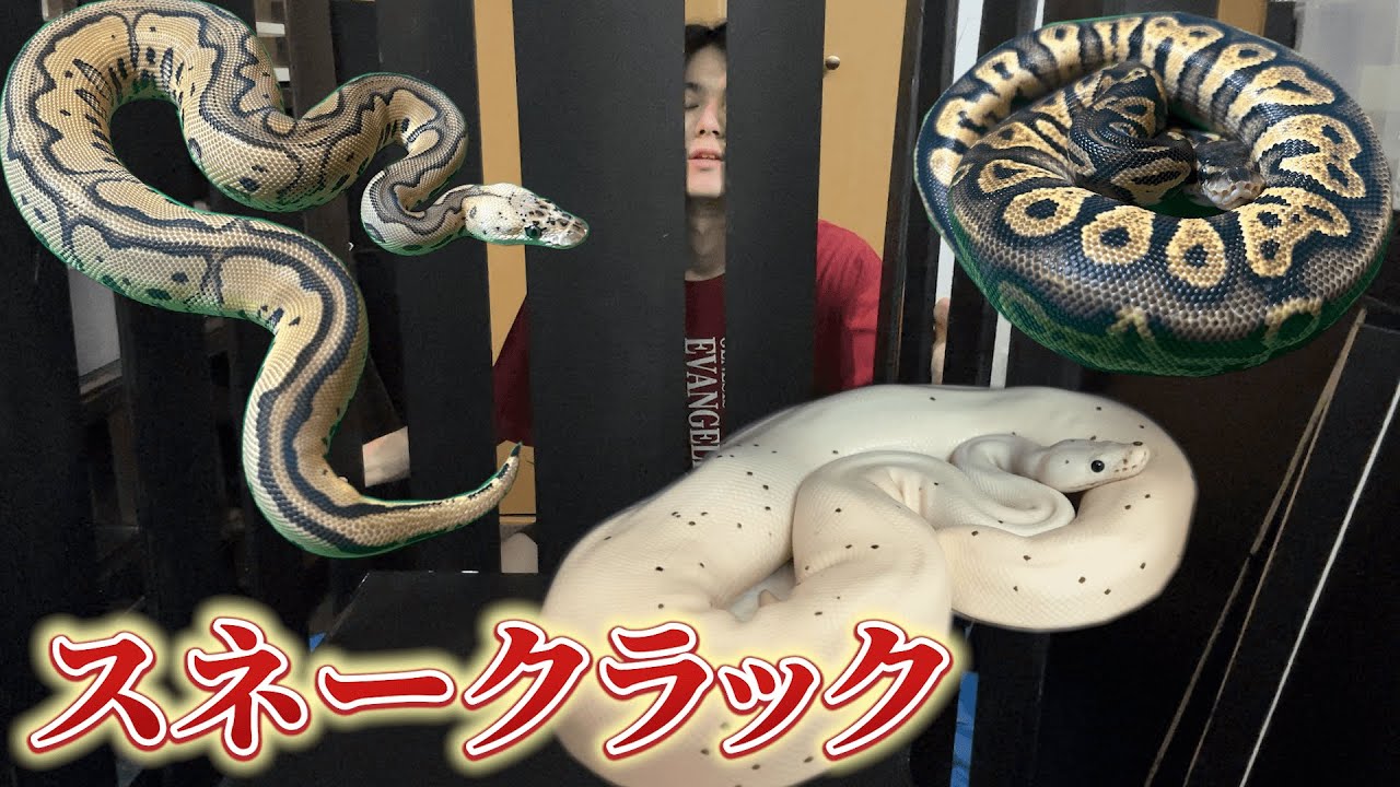 スネークラック 自作 スネークラックも自作新調✨ 動画を取りましたので、 今度 LR式