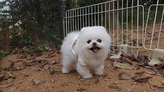 I Went Camping with Puppies but They Desperately Want to Go Home