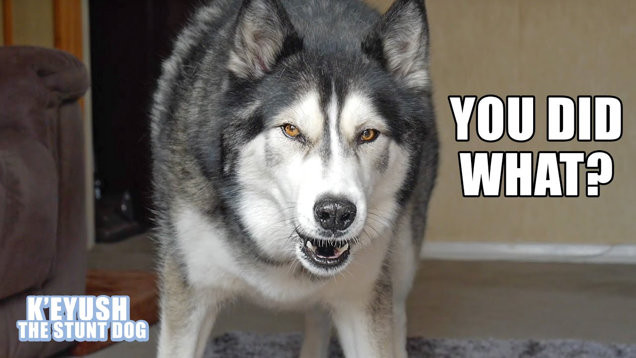 Told My Husky I HID All The WAFFLES! He Had To Find Them! Told My Husky I HID All The WAFFLES! He Had To Find Them!
