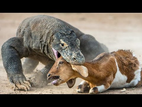 حيوانات تبدأ بحرف الدال