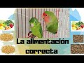 ¿Que comen?... Alimentación de los agapornis🐦🐥|| La Vida Animal