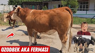 Ozodbek Aka Fermasi N1  Bugun Ancha Arzon Narxlarda 