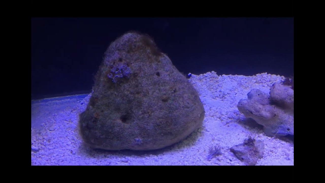 Запустил второй морской аквариум - YouTube
