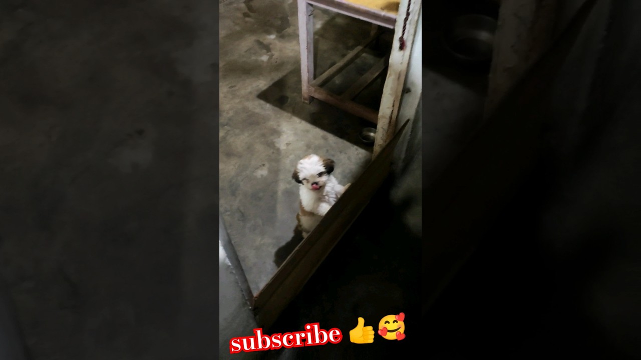 My All Dogs Finis Feeding 