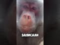 В голландском зоопарке бабуины случайно сняли серию забавных видео