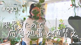 【限界きたので植替え】応急処置がてらついでに植替えもしよか〜（Vlog/033）