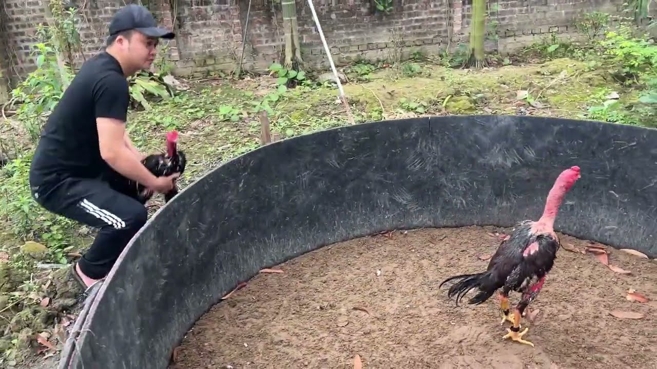 Cuộc chiến không khoan nhượng - Mơ công tử vs Ô đại bàng #gachoi#gachoitruyenthong#nuoigachoi