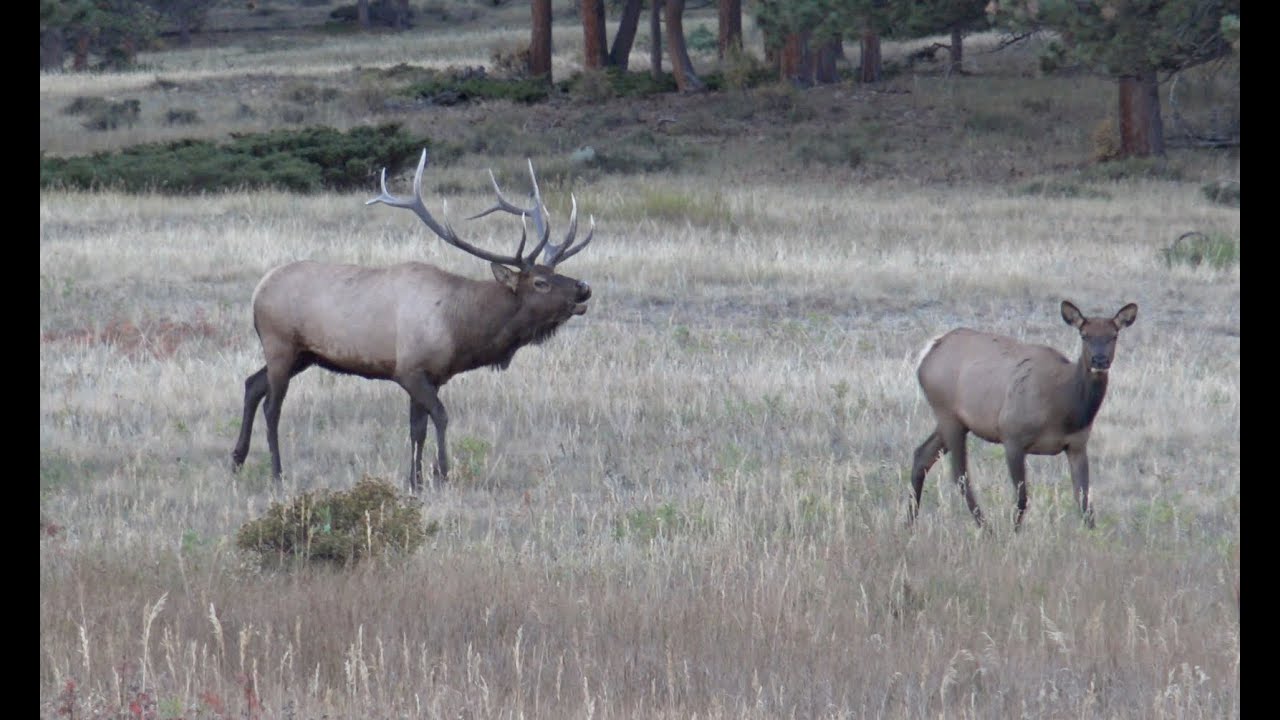 Colorado Elk Rut Rocky Mountain National Park 4k UHD YouTube
