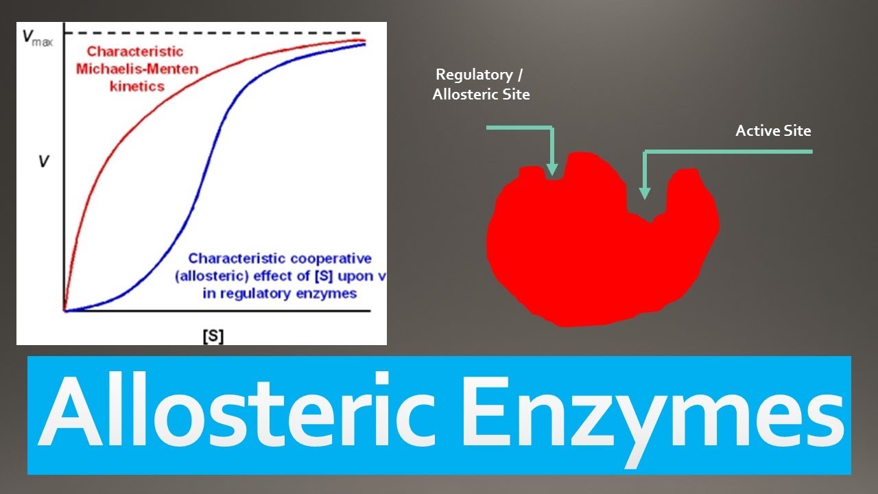 Allosteric Enzymes Mechanism, Regulation, Models and Classification