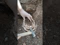 Ancient Find 🤫 #gold #treasuresearch #adventure #treasuretrove #nature #satisfying #shorts