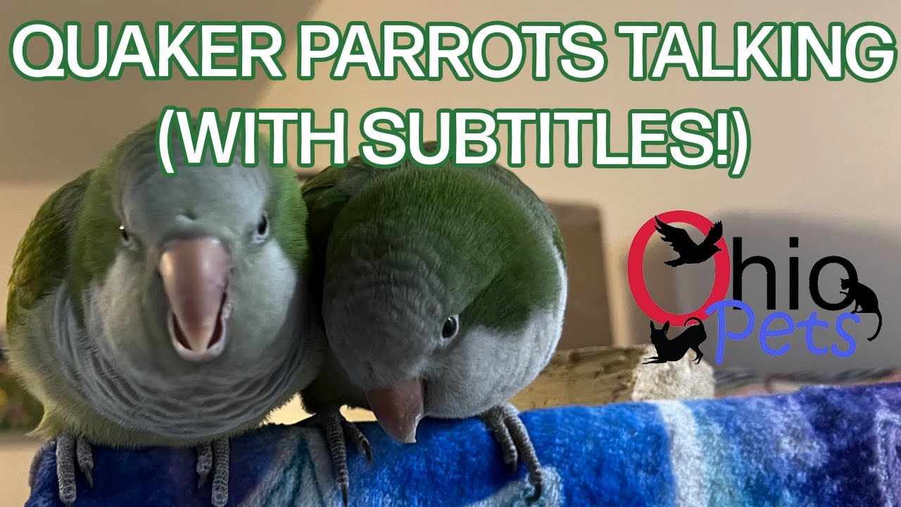 Quaker Parrots Chip and Dale Talking and Singing with Subtitles So Cute!! YouTube