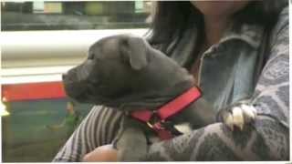 Bella The Staffordshire Bull Terrier Puppy