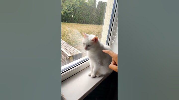 Ich liebe diese Katze so sehr 😭❤️