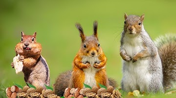 TV FOR PETS 📺 Autumn Fun with Playful Squirrels & Birds🐿️ Woodland Birds Sounds🦜