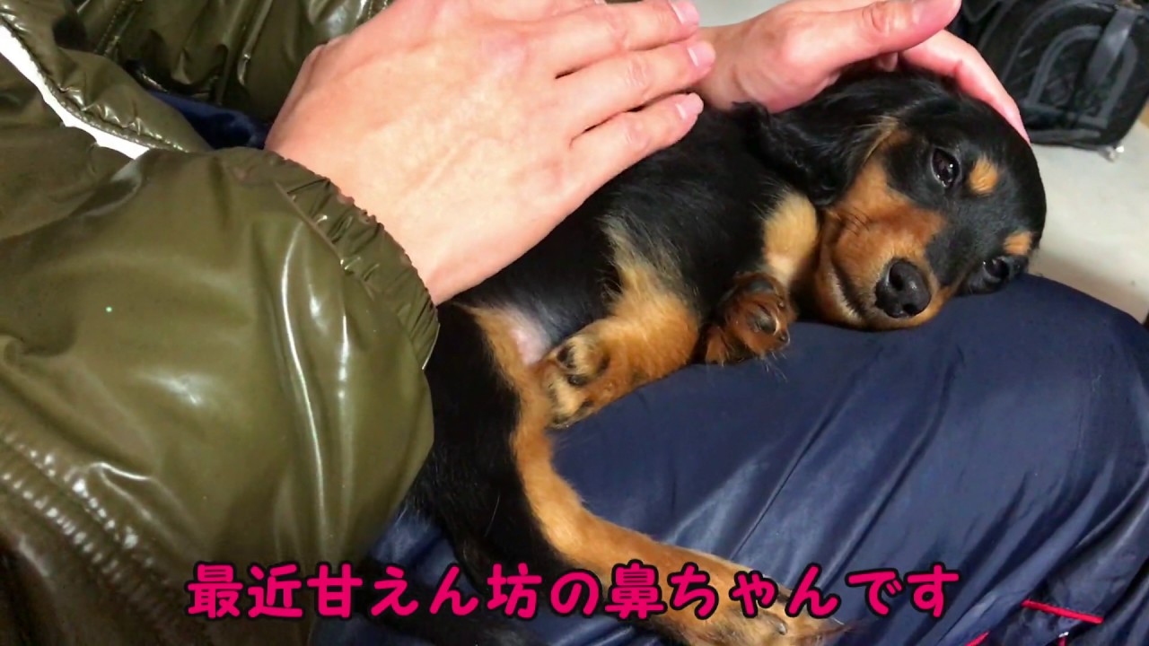 トントンされて眠る甘えん坊の子犬ミニチュアダックスフンド鼻ちゃんの動画 鼻ちゃん日記 39 Youtube