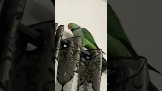 Cute parrot | 🦜❤️😍 #short #shortvideo #parrot #funnyvideos #tiktok #youtubeshorts #youtube #clever