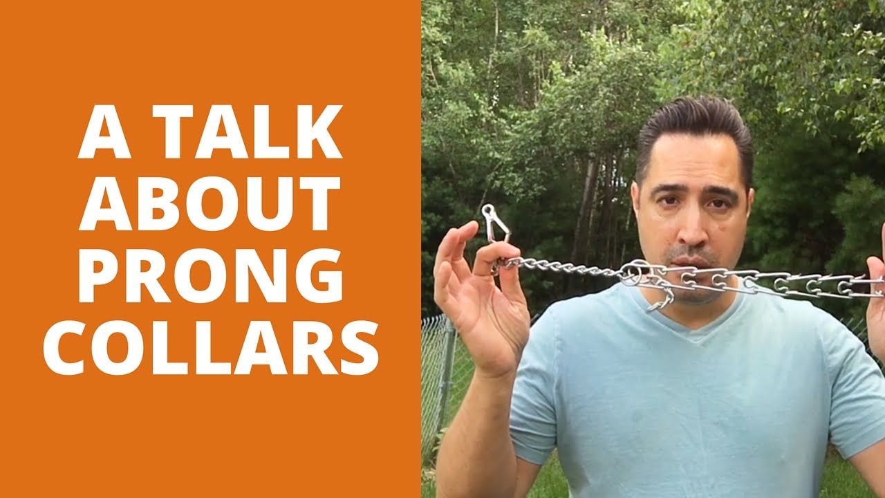 Is a Prong Collar bad for your dog? YouTube