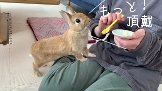 バナナが美味しすぎて体がビクンビクンしちゃうウサギ #952