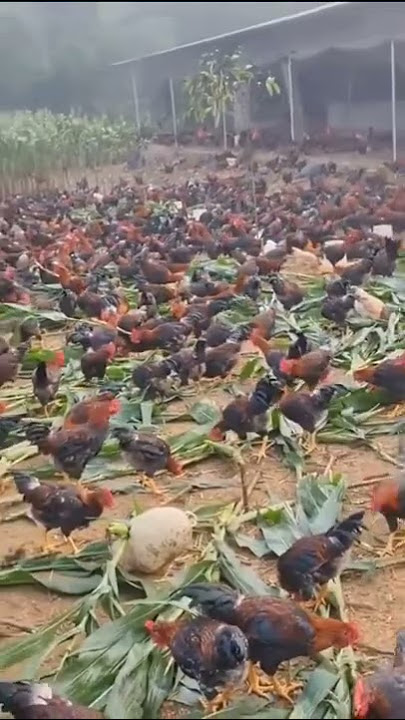 USAHA AYAM KAMPUNG DI KEBUN JAGUNG ATAU DI AYAM BEBAS.#ayam #usaha #bisnis