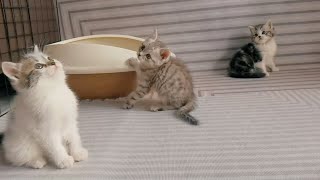 The daily playfulness of three kittens. They are so cute when they fight.