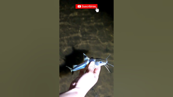 Pesca de Bagre Chaleco  #pescaenkayak #kayakfishing #catfish #bagres #shorts #rioparana #naturaleza
