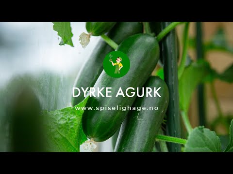 Video: Tips for dyrking av agurker: Hvordan dyrke agurker