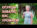 Огурцы прут как бешеные! Как подкормить огурцы. Как бороться с болезнями и вредителями на огурцах.