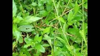 Tshuaj Tshais Qav Zoo Rau Niam Tsev Uas Muaj Me Nyuam Ua Rau Nkees2