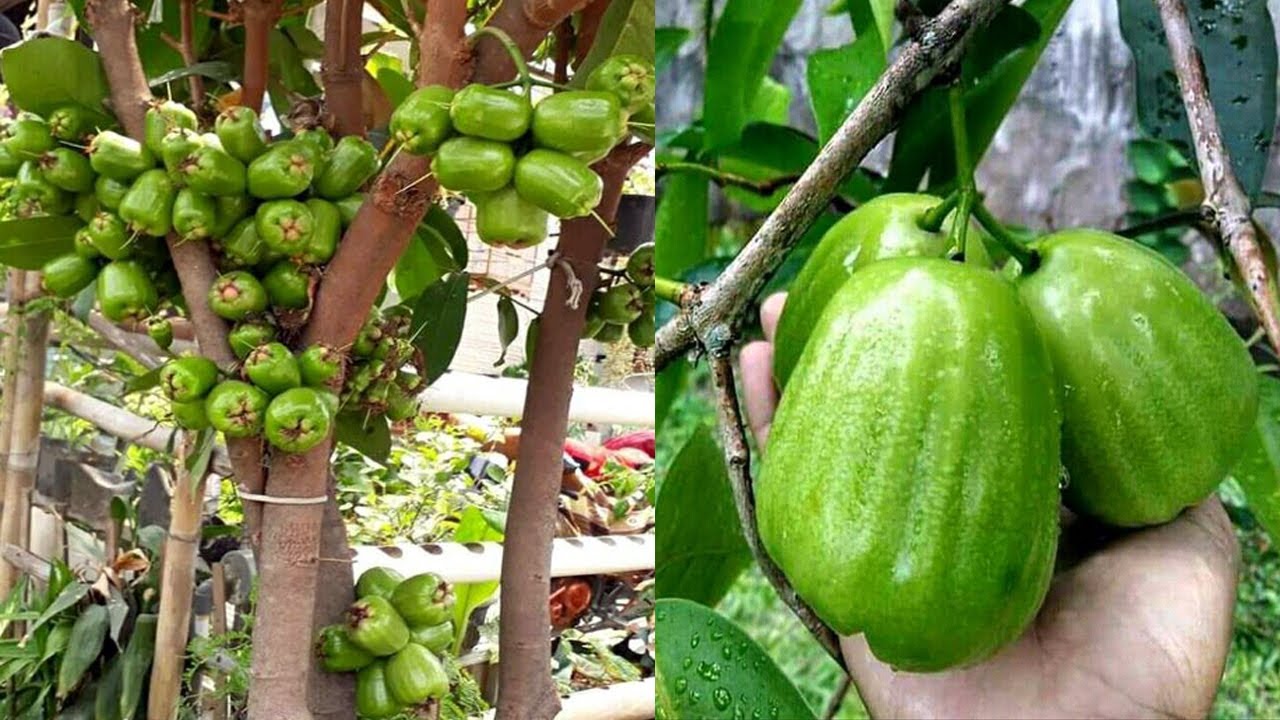 RAHASIA Budidaya JAMBU AIR KIOJOK Bisa Cepat Berbuah Lebat dan Banyak - How to Grow Guava Kiojok