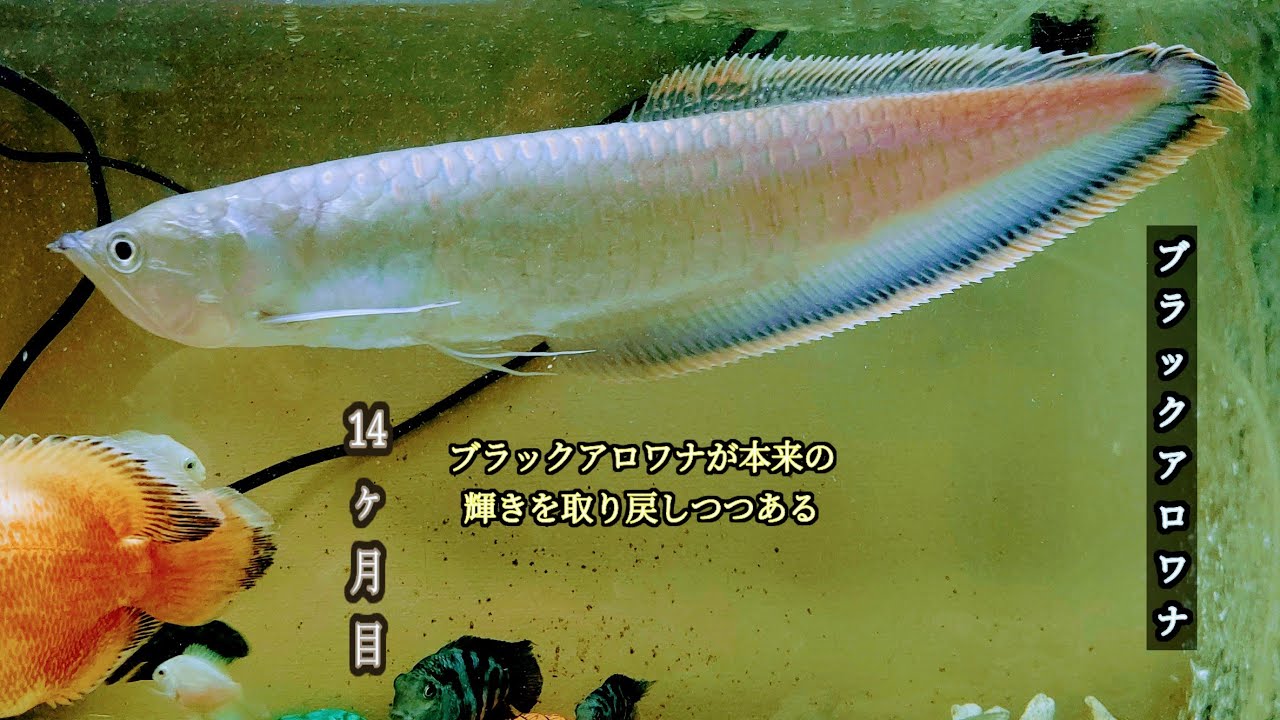 引取限定】ワイルドブルーブラックアロワナ コロンビア 45㎝±