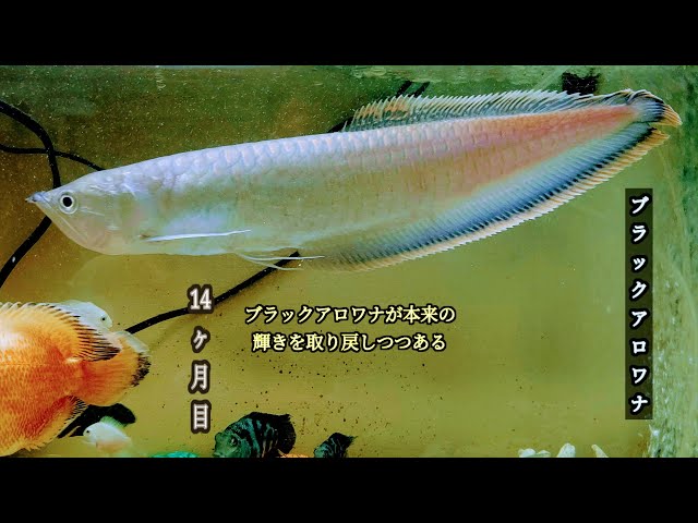 ブラックアロワナ　ポリプテルスラプエン　ポリプテルスデルヘッジ ブラックアロワナ ポリプテルスラプエン ポリプテルスデルヘッジ