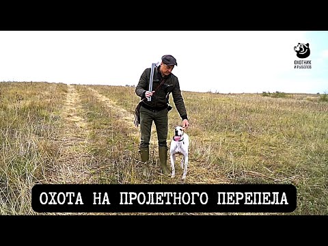 Охота на пролетного перепела // Спутники охотника // Серия 1
