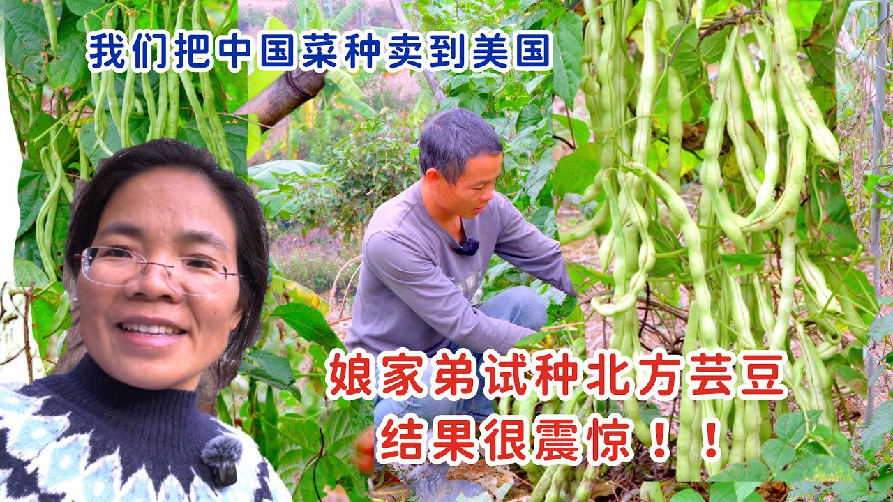 我们把国内菜种卖到美国，娘家弟在南方试种北方芸豆，结果让人惊掉下巴