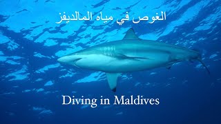 Shark & Mantaray - Short Doentary Arabic Language