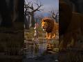 A Lion and a Rabbit Jungle ma 🍁#instadaily #viral #instagood #motivation #video