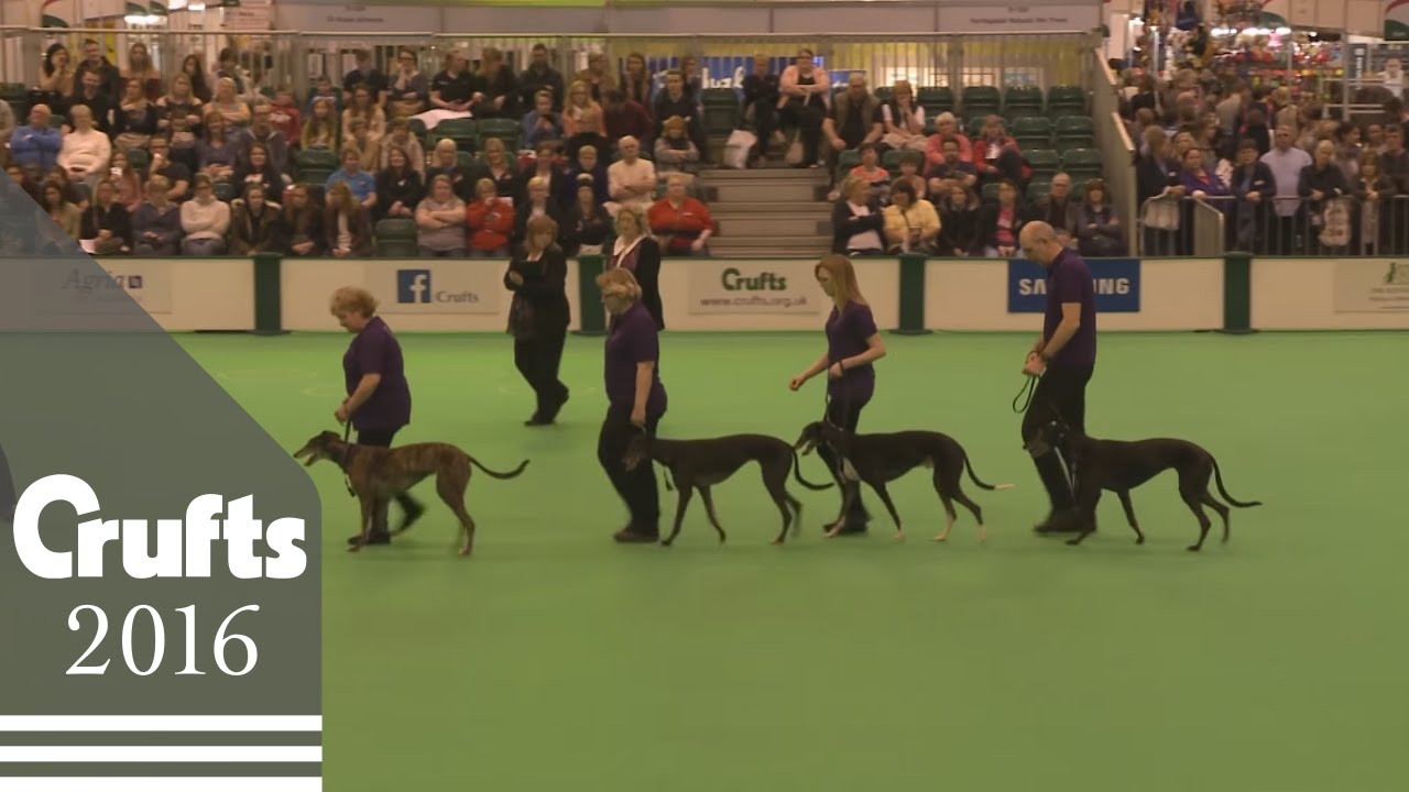 Obreedience Competition - Part 2 | Crufts 2016