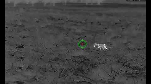 Fox with Hikmicro Thunder Zoom TZ60Z 2.0