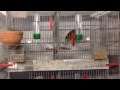 Yorkshire Canaries Bird Room 2014 ( starting off breeding season )