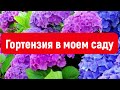 ГОРТЕНЗИЯ КРУПНОЛИСТНАЯ. ЛУЧШИЙ СПОСОБ ВЫРАЩИВАТЬ КРУПНОЛИСТНУЮ ГОРТЕНЗИЮ.