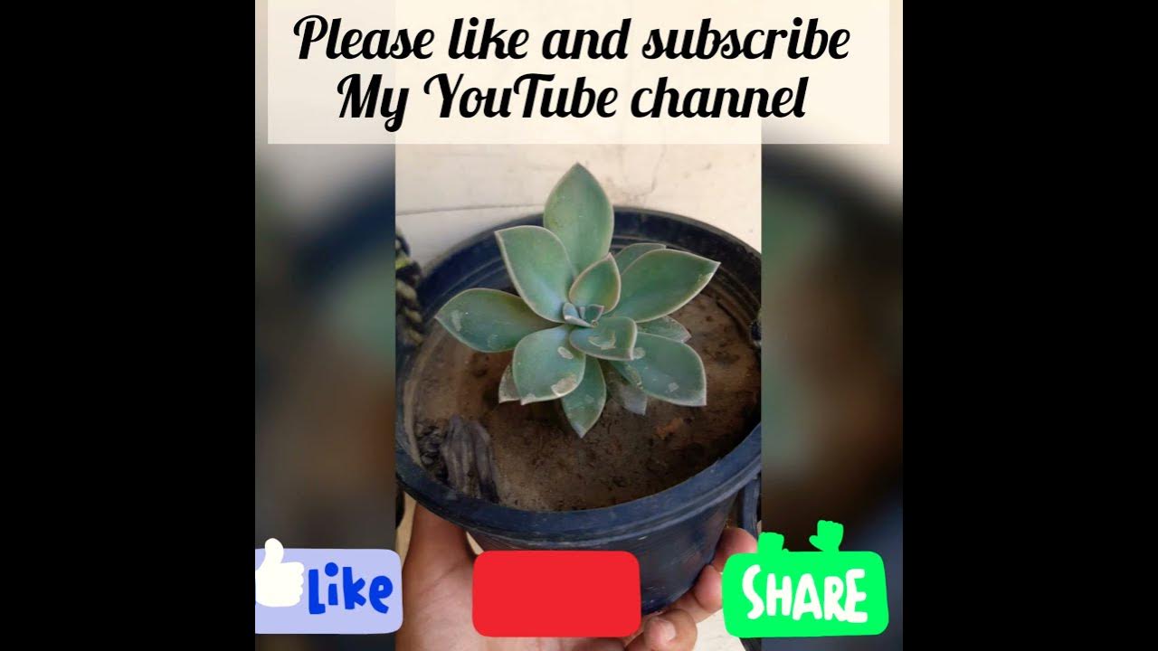 ghost plant/ a species of leatherpetal/ how to grow ghost plant/ how to