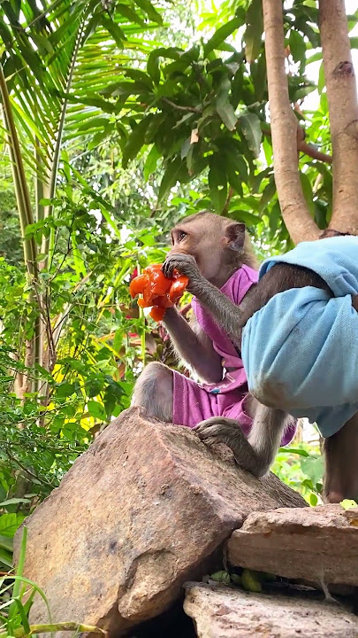 Playtime Chaos Yangkur and Mey Mey Go Bananas!  #wildlifeentertainment #animalpictures #funny