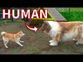 I put on a realistic looking dog costume and met a real dog!