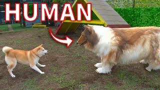 I put on a realistic looking dog costume and met a real dog!