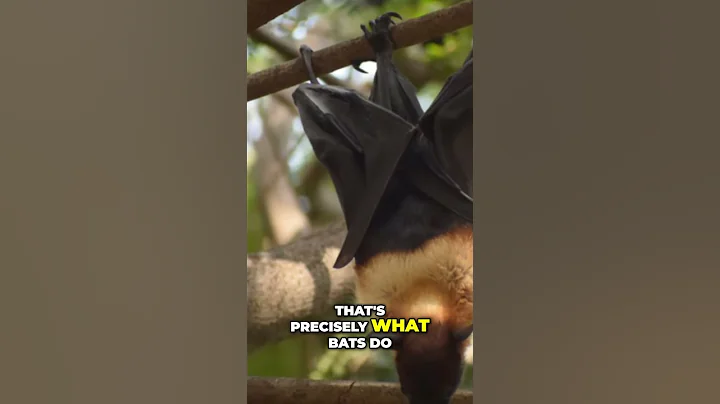 Unlocking the Secrets of Bats' Echolocation Skills